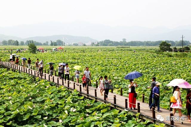 【萍乡日报】又到一年赏荷时!莲花这20多项活动可以玩