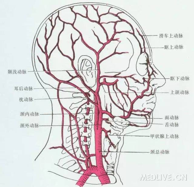 图7 颈内动脉示意图(大脑前动脉和大脑中动脉的分段正,侧位示意图)