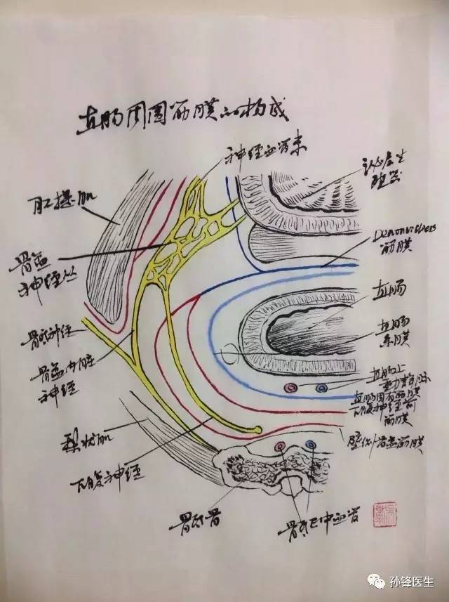 医学图说|直肠外科解剖图谱