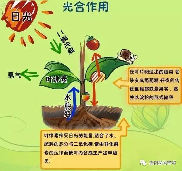 全面认知植物光合作用,看完这篇,你就懂了!