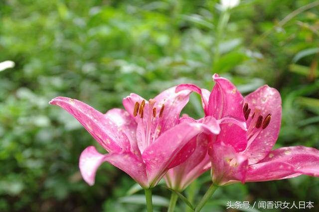 粉色的百合花象征着富裕和繁荣.百合花一半会用在婚礼上寓意百年好合.