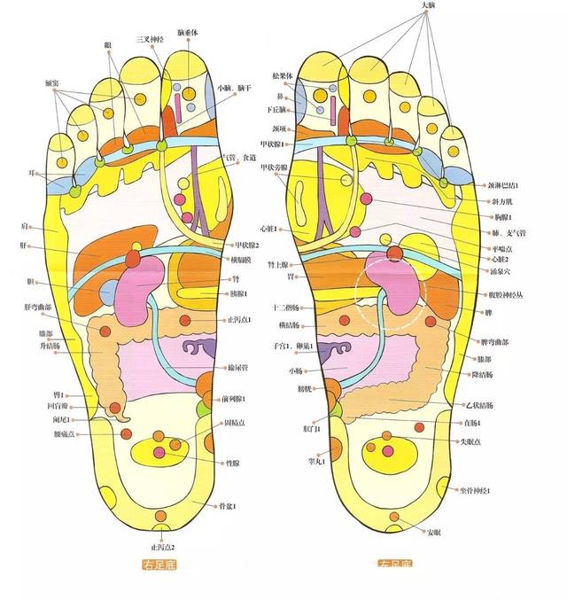 干货丨足底反射区位置,功效,手法讲解