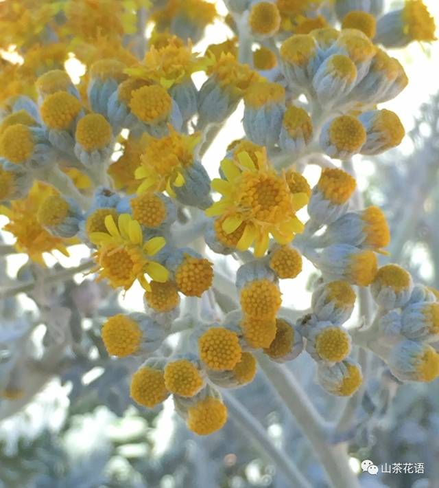 银叶菊花开正当时