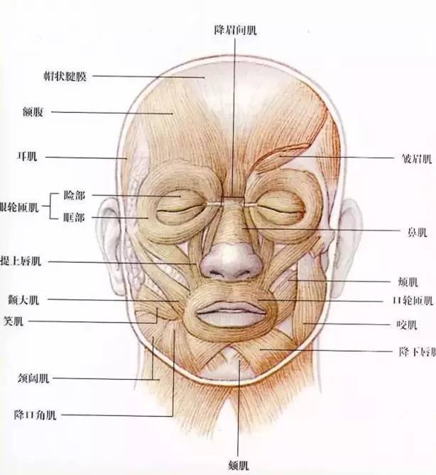 素描头像默写的秘诀,我只告诉你!