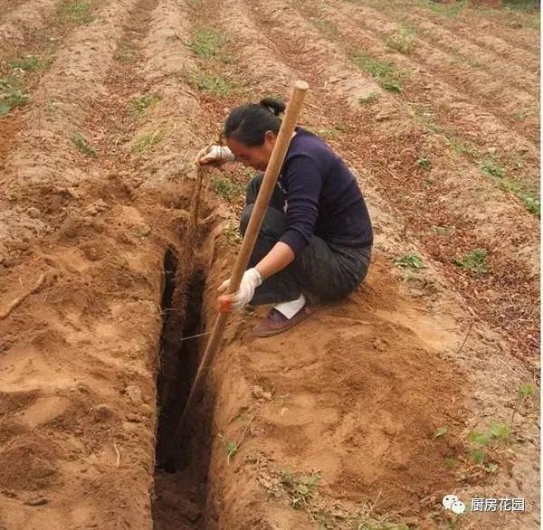 雌雄山药都有又粗又长的地下茎,但据说(这个真的没有查到科学资料