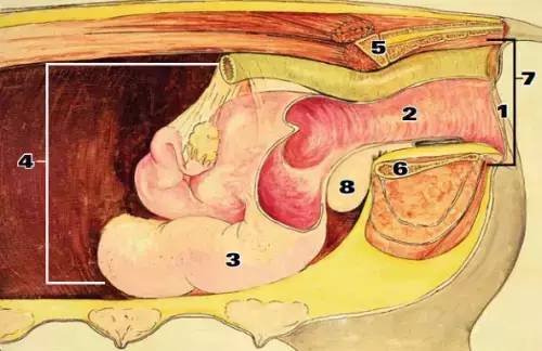 3.子宫:图示子宫为缩小版,真实母猪子宫拉长之后可以达到1.5-1.8m.