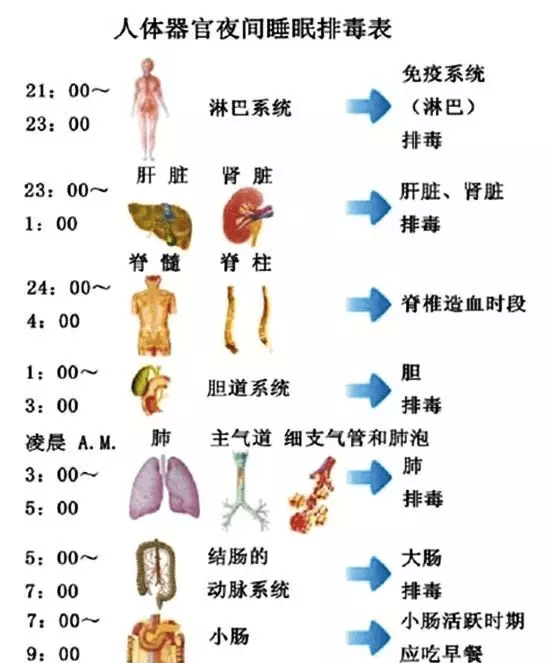 一,晚上9-11点为免疫系统(淋巴)排毒时间, 此段时间应安静或听音乐 .