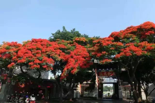 建水凤凰花开韵古城