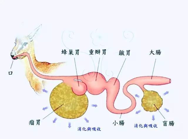 而是 从瘤胃反刍上来的发酵液