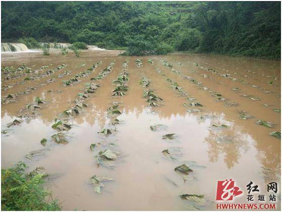 花垣县遭遇强大暴雨袭击 大量农田土地被淹没(组图)