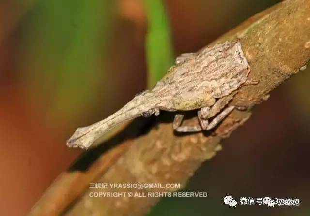 比起成虫的美貌,龙眼鸡的若虫简直太低调.