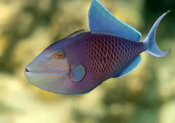 ▽ 红牙扳机鱼 red teeth triggerfish