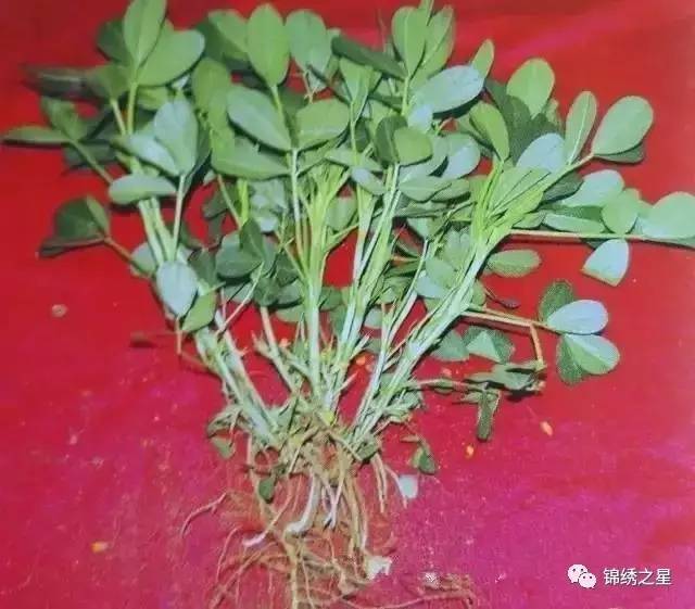 【作物栽培】24张花生实景图记录从种子到落花生全过程