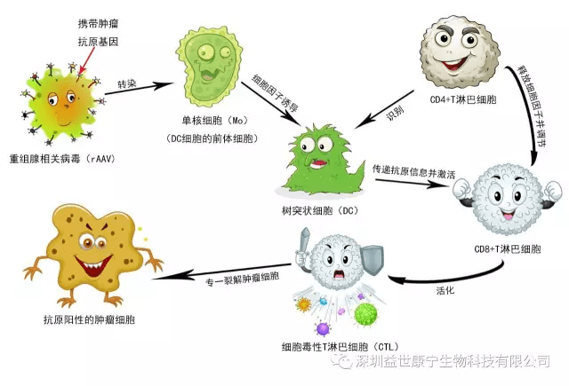 actl靶向性抗肿瘤细胞免疫技术原理介绍