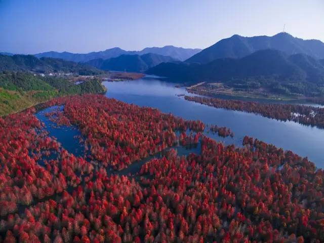 在宣城市宁国市的方塘乡,有一大片红杉林, 阡陌小路交错,群山环绕.