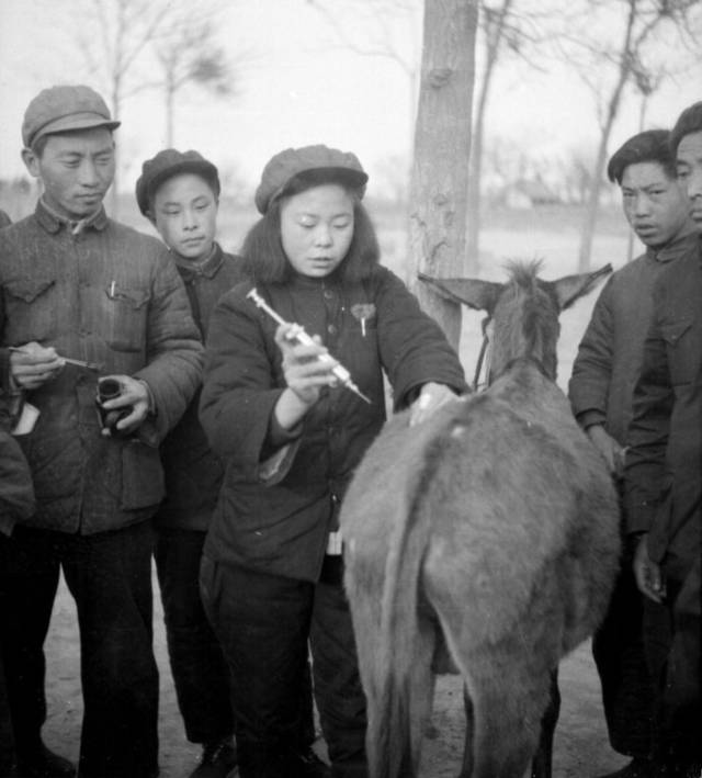 1955年原汁原味的生活:防疫培训班上,一名女子在练习给毛驴肌肉注射