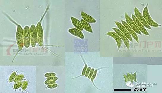 够全,够清晰!史上最全的藻类图谱