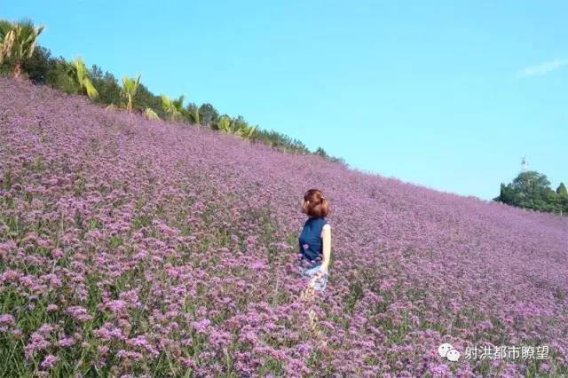 射洪县有多少人口_太惊艳 射洪人家门口的普罗旺斯美景 竟藏在这里(2)