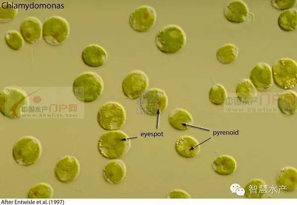 我国一般将绿藻纲分为13个目,即团藻目,四孢藻目,绿球藻目,丝藻目,具