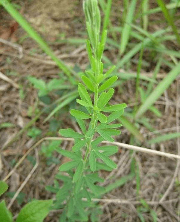 糖尿病,各种并发症,一种野草有效控糖不忽悠!