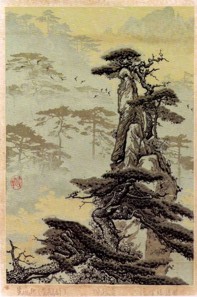 师松龄 黄山松