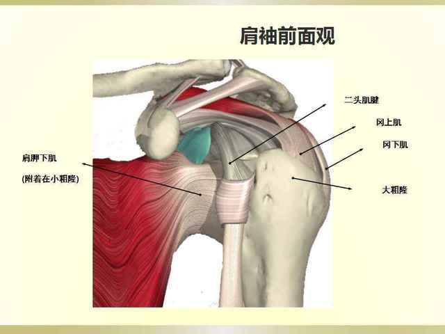 带疼痛的声响,表明你很可能患了肩关节夹挤症候群,肩膀周围的肌腱受