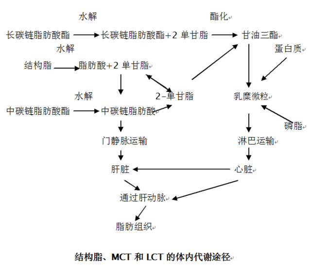 【专题合作】中长链脂肪酸在临床营养中的特点和优势