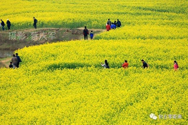 封丘曹岗油菜花