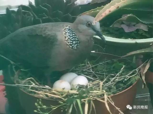自家窗口守护珠颈斑鸠3个多月,见证4只小鸟诞生飞翔