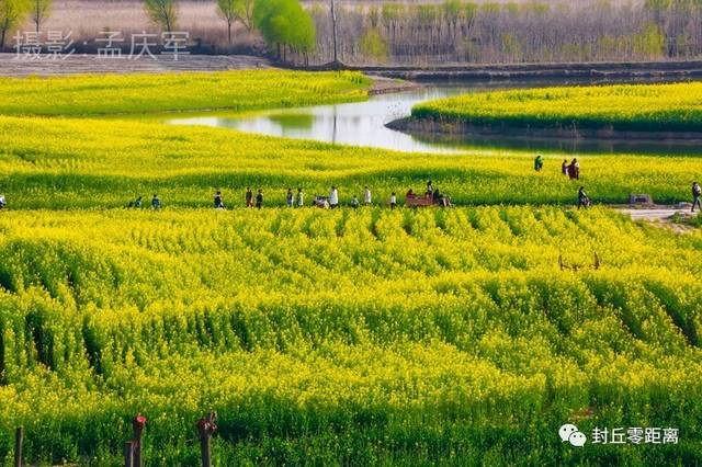 封丘陈桥湿地公园油菜花