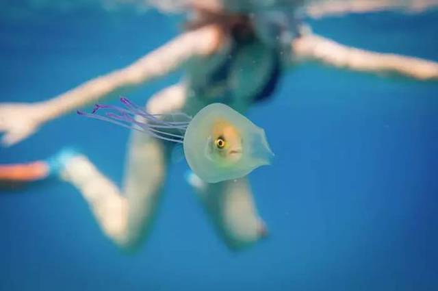 澳大利亚摄影师tim samuel在潜水时拍摄到一组神奇的图片,一只小鱼被