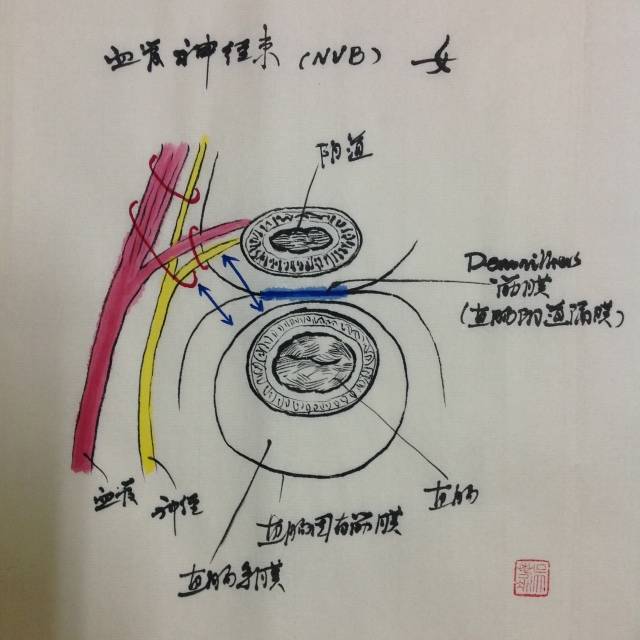 直肠的外科解剖手绘图!艺术与医学的完美结合!