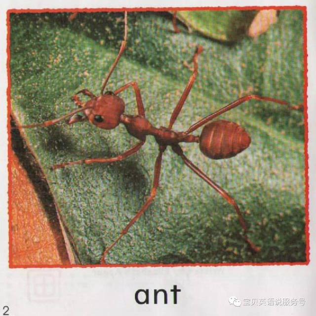 ant: 蚂蚁