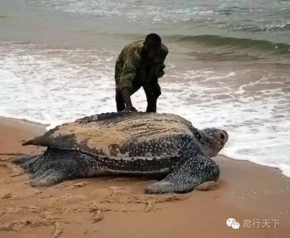 【附录i·棱皮龟】我有近三米宽的臂膀,却也拦不住灭绝的脚步