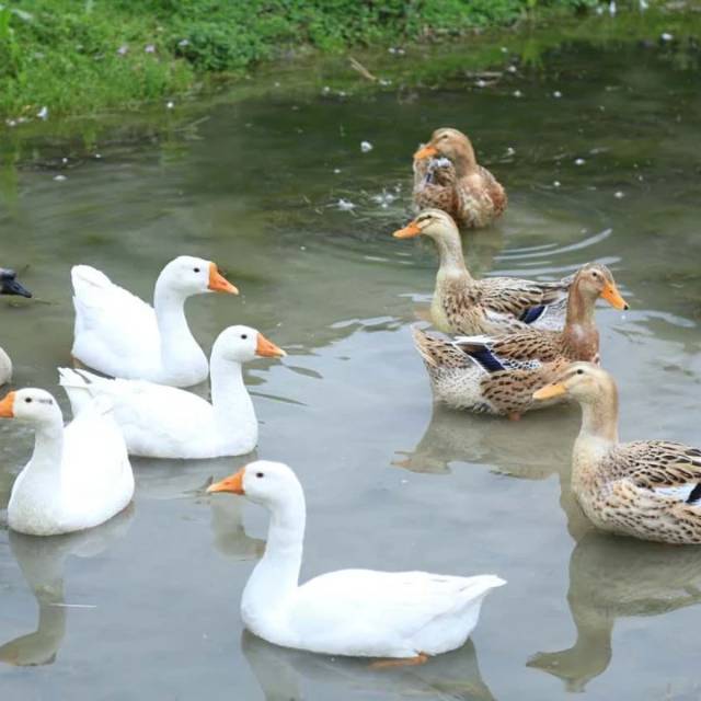 烹饪鸭子四种做法,不再是厨房小白