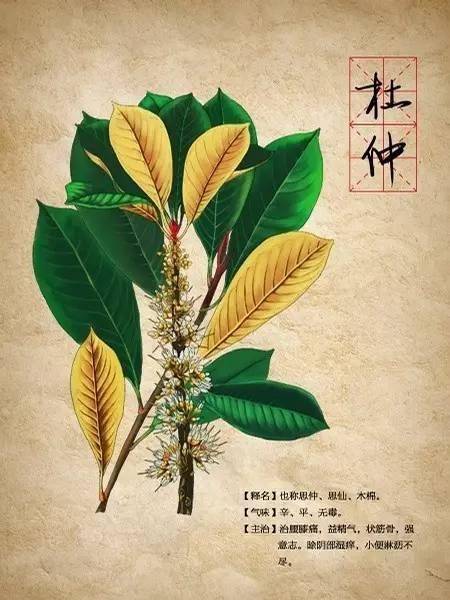 「涨姿势」太白山草药之杜仲