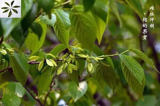 「涨姿势」太白山草药之杜仲