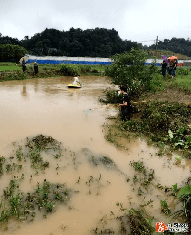 10多斤一条!实拍长沙暴雨后,市民洪水中淡定捞鱼