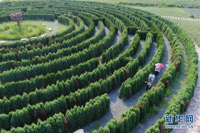 植物迷宫里享乐趣组图