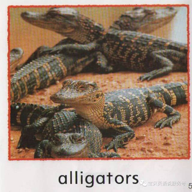 alligators: 鳄鱼(复数)