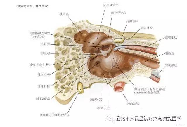 图1 面神经周围部分,行走曲折,分叉繁多,经孔,入骨,入室,再经骨,出茎