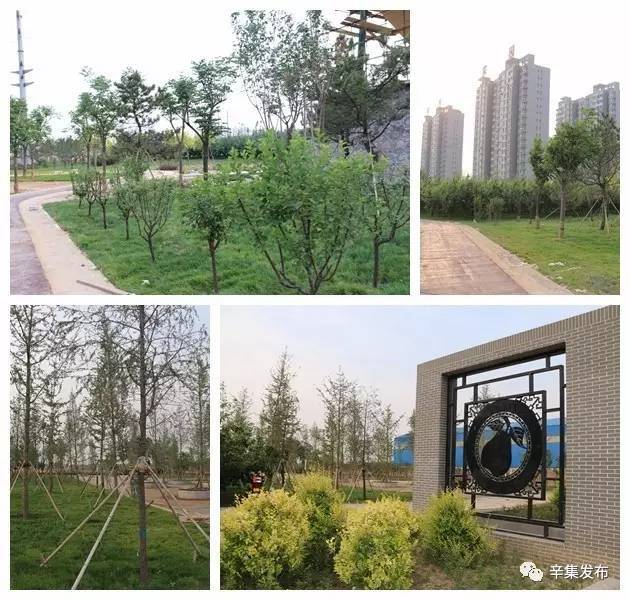 游玩休闲新去处:辛集市区又有好几个公园开园了