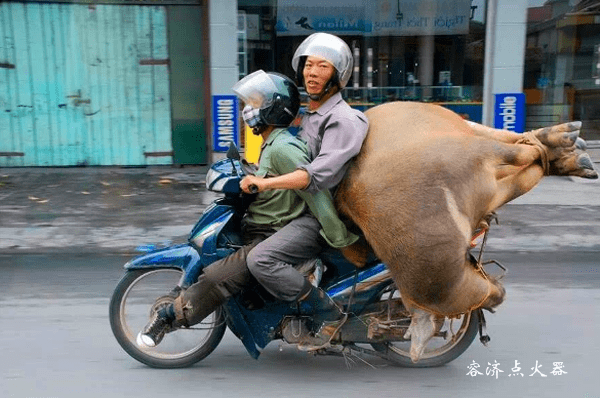 在越南骑摩托车,不仅可以载人,还可以载牛