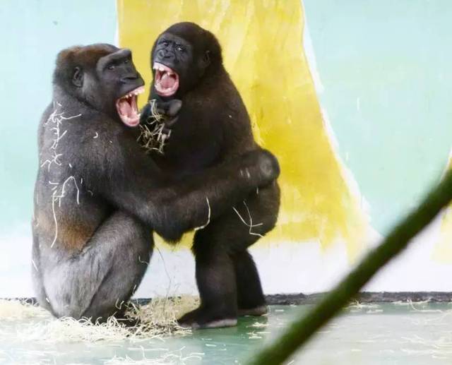 这六只金刚个个不简单上海动物园的大猩猩家族