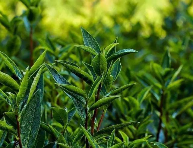 揭开迷雾丨安化黑茶茶树树种的说道你知道吗?