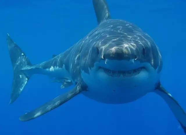 蓝鳍金枪鱼的天敌——大白鲨.