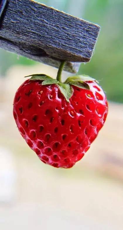 【草莓】唯美诱人草莓主题手机壁纸