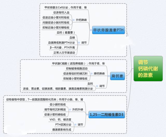 尿的生成和排出:肾小管和集合管的物质转运功能 ▲女性生殖 欢迎您