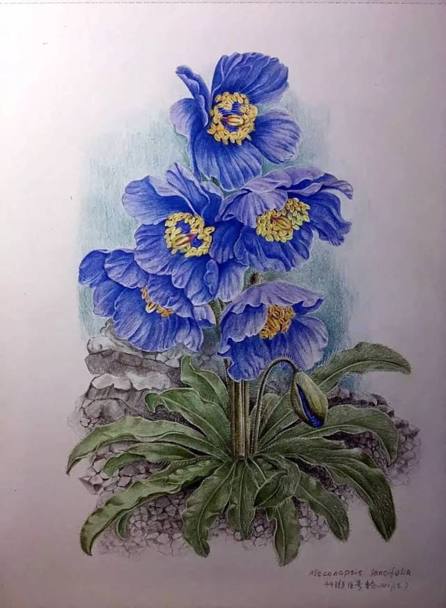 彩铅花卉| 画花世界的团练展