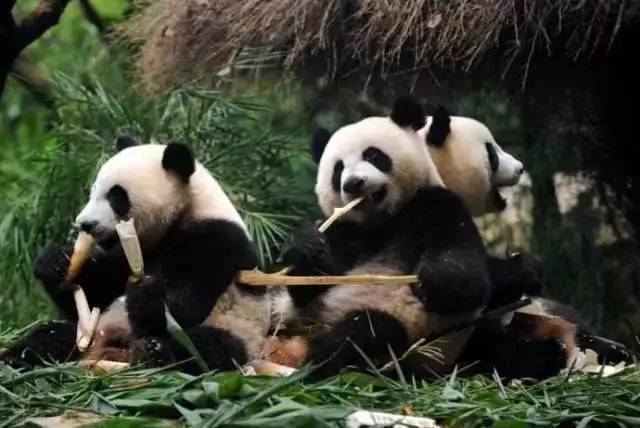 还能和全球不同国家500种珍稀动物 一起聆听小朋友的美妙歌声 熊猫三